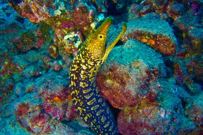DEEP DIVING SPECIALITY - Discover a new world up to 40m depth ! - What this 40-meter specialty is really about