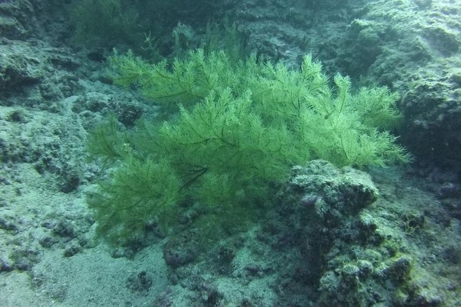 DEEP DIVING SPECIALITY - Discover a new world up to 40m depth ! - Why the two-person limit matters