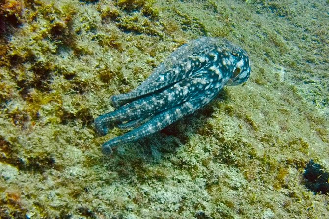 DEEP DIVING SPECIALITY - Discover a new world up to 40m depth ! - Booking, weather, and cancellation details