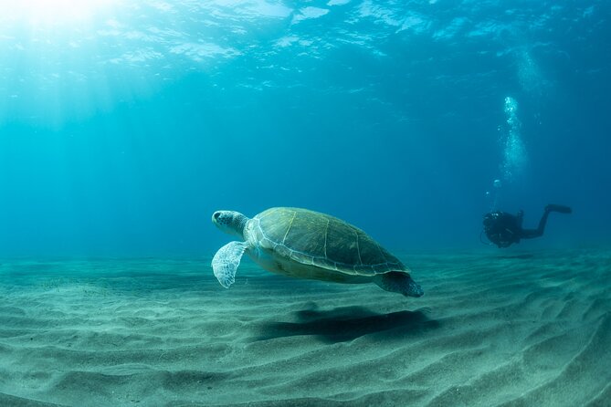 Discover beginner diving in Tenerife - Your first underwater session in Abades