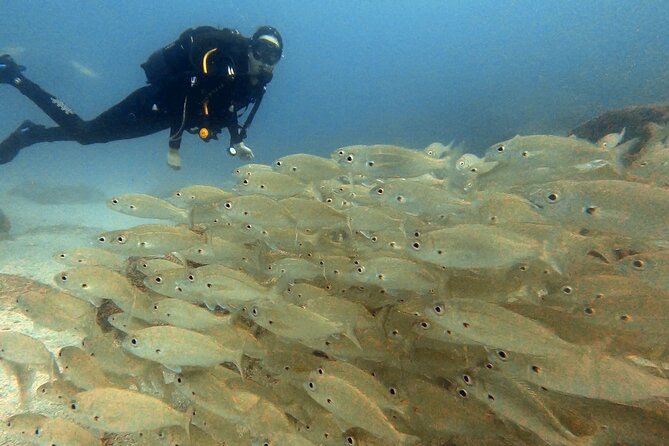 Discover beginner diving in Tenerife - What you may see below the surface
