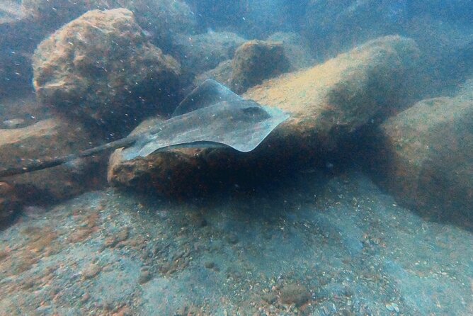 Discover beginner diving in Tenerife - Fitness, health, and flight timing