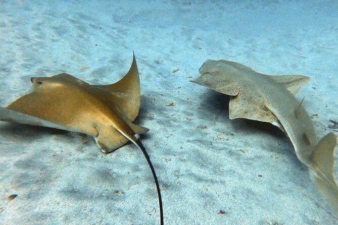 Discover beginner diving in Tenerife - Who will enjoy this experience most?