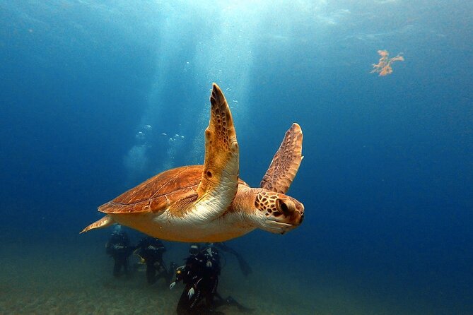 Discover beginner diving in Tenerife - Learning with a PADI-qualified instructor