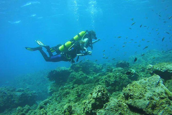 Discover Scuba Diving Adventure in Tenerife - Why this Tenerife scuba session works for beginners