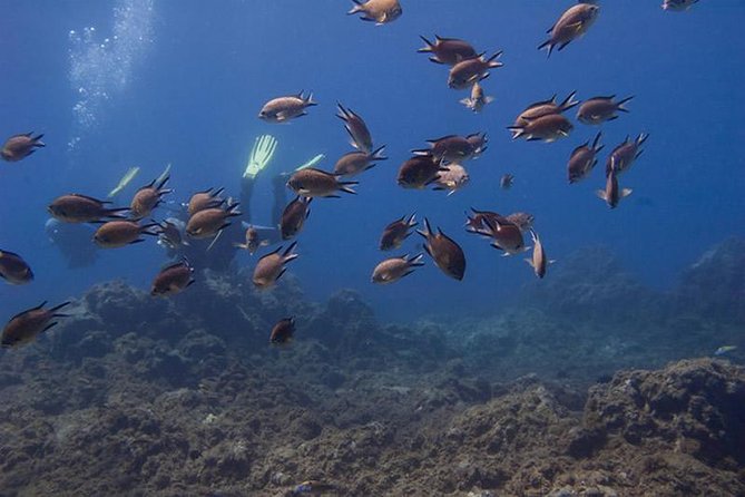 Discover Scuba Diving Adventure in Tenerife - Starting at Aquarius Dive Center in El Fraile