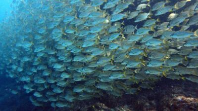 Discover Scuba Diving Experience