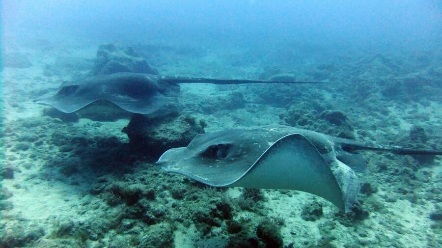 Discover Scuba Diving Experience - Who Will Enjoy This Tenerife Activity