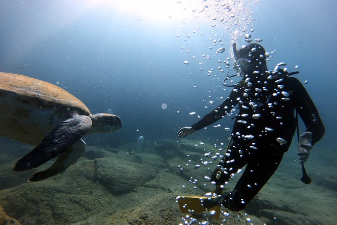 Discover Scuba Diving Experience in Turtle Habitat - Returning to shore and receiving certification