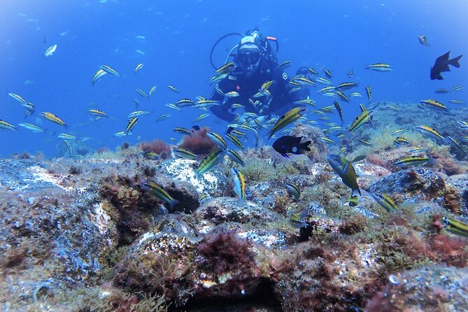 Discover Scuba Diving . First Experience underwater - Your first steps into scuba at Playa de las Vistas