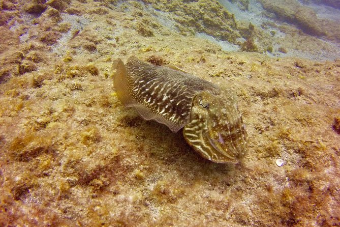 DISCOVER SCUBA DIVING - First step to your certification - Marine life and the quality of the encounter
