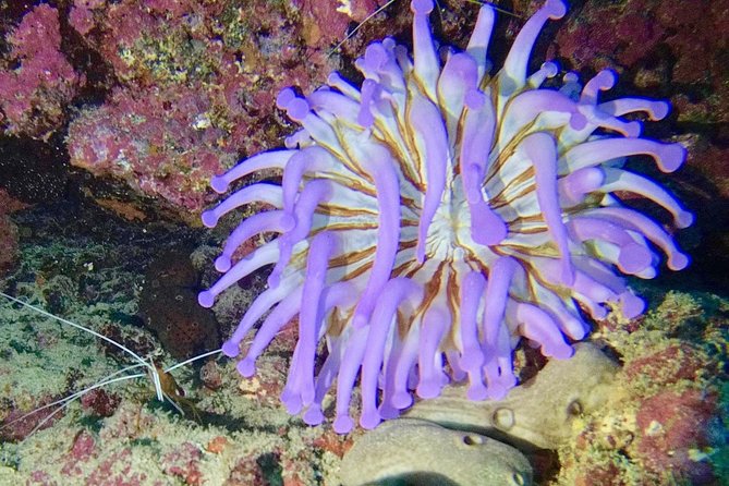 DISCOVER SCUBA DIVING - First step to your certification - Equipment, photos, and comfort after the session