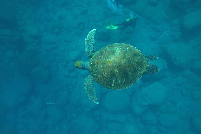 Discover Scuba Diving in Tenerife - Key points to know before booking