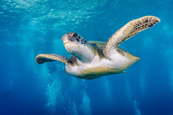 Discover Scuba Diving, Playa de las Americas - Key points for your first Tenerife scuba experience