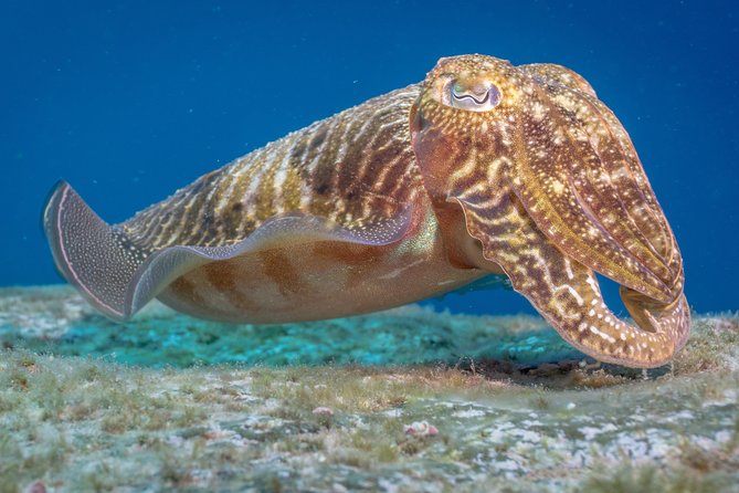 Discover Scuba Diving program: shore + boat dives - The short break and boat trip