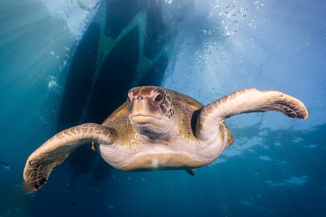 Discover Scuba Diving program: shore + boat dives - Who will enjoy this Aqua-Marina experience