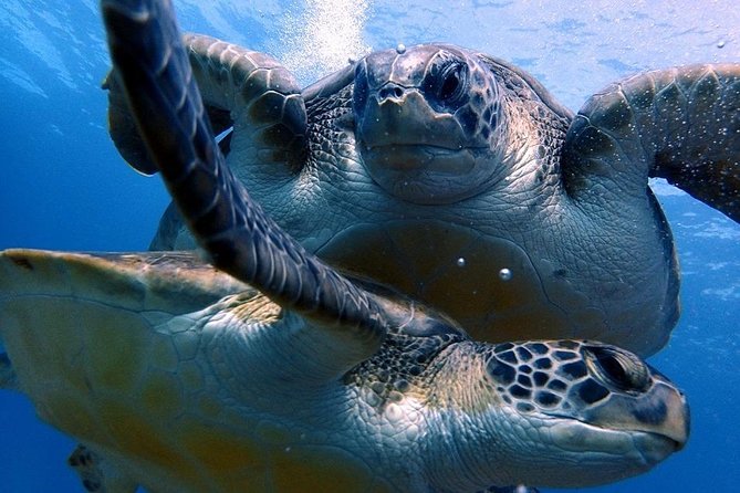 Discover Scuba Diving - Try it for the first time! - Why this is a good first scuba session in Tenerife