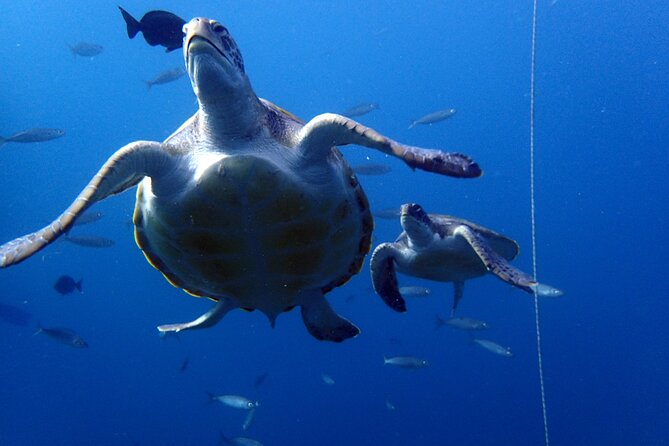 Discover Scuba Diving - Try it for the first time! - Photos, paperwork, and small details to confirm