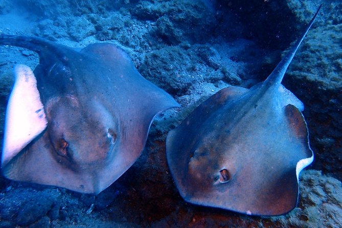 Discover Scuba Diving - Try it for the first time! - Starting at Paradise Divers in Callao Salvaje