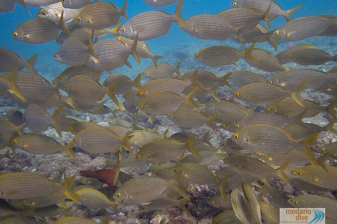 Dive Baptism 1 Dive In Tenerife 3,5h - The equipment lesson comes first
