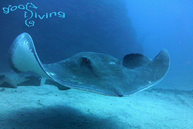 Dives Packages with Transfers in Tenerife - Key points to know before booking