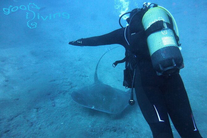 Dives Packages with Transfers in Tenerife - What your four hours in Tenerife look like
