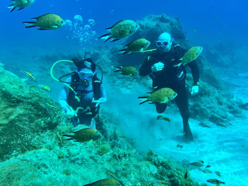 Diving course for beginners in turtle area Tenerife - Key points at a glance
