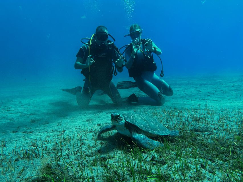 Diving course for beginners in turtle area Tenerife - Exploring Tenerife’s Atlantic sea life
