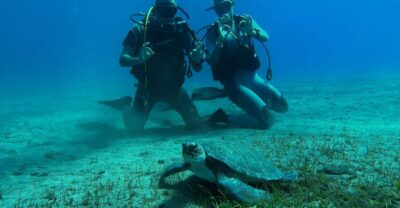 Diving course for beginners in turtle area Tenerife