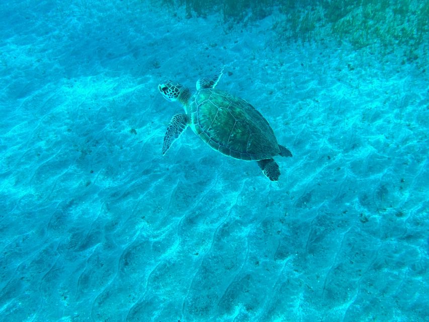 Diving course for beginners in turtle area Tenerife - Is $100 good value?