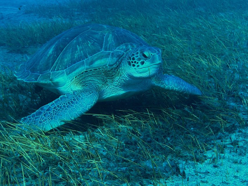 Diving course for beginners in turtle area Tenerife - Health rules and the day-after limits