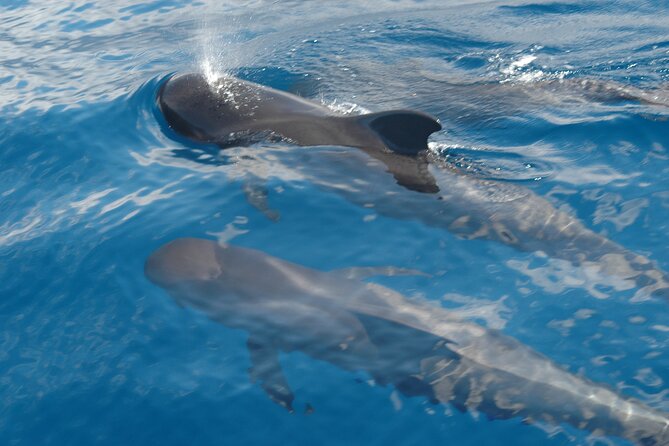 Dolphin and Whale Sailing Tour in Los Gigantes - Setting off from Los Gigantes Marina