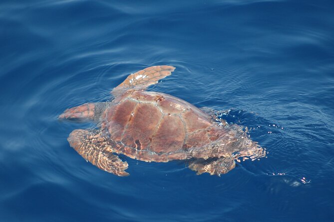 Dolphin and Whale Sailing Tour in Los Gigantes - What the skipper adds to the trip