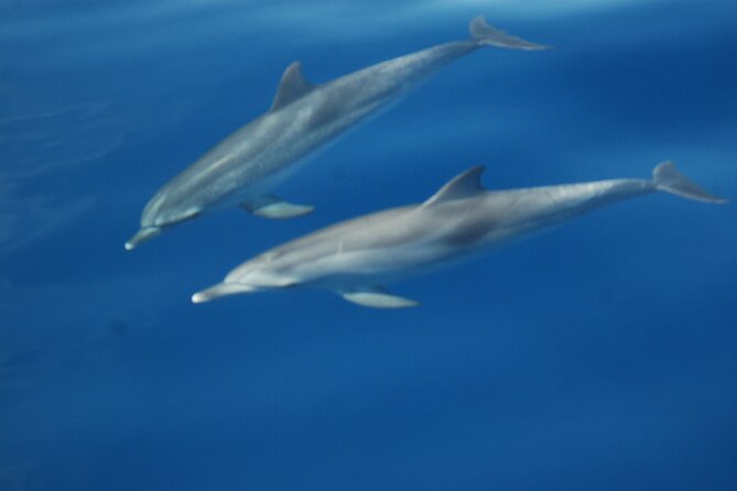 Dolphin and Whale Sailing Tour in Los Gigantes - Swimming and snorkeling beside the cliffs