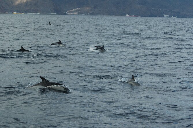 Dolphin and Whale Sailing Tour in Los Gigantes - Acantilados de Los Gigantes from the water