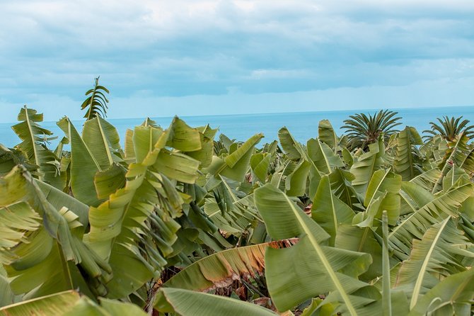 Eco banana farm Tour - A working banana farm in El Rincón