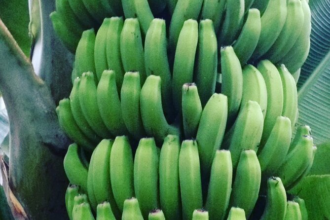 Eco banana farm Tour - How much value do you get for $24.20?