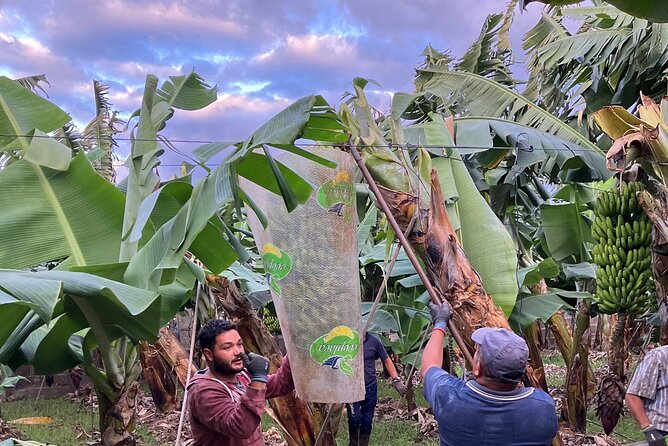 Eco banana farm Tour - Should you book the Eco banana farm Tour?