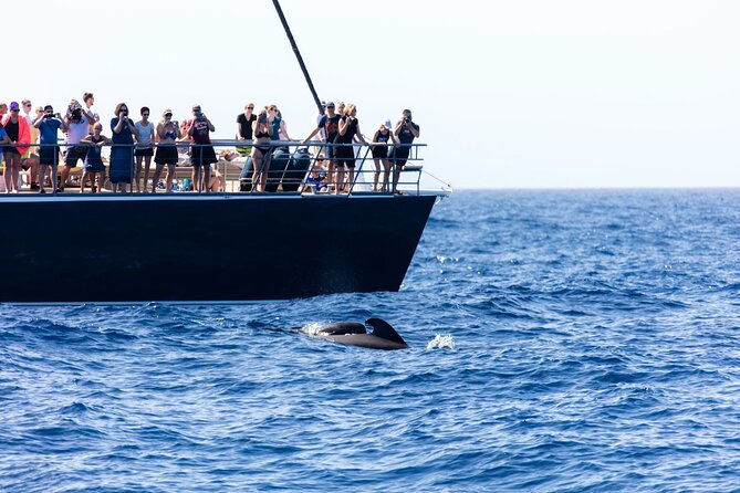 Exclusive Freebird Catamaran Whale & Dolphin to Masca From South - What $70.98 really gets you