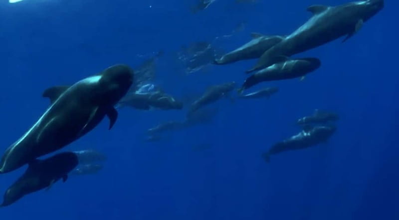 Excursion to see the whales - 3 Hours - What the three-hour cruise is really about