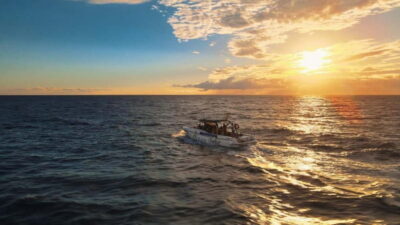 Excursion to see the whales – 3 Hours
