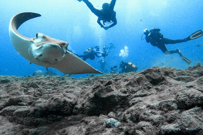 First Dive Experience in Tenerife - Who will enjoy this most?