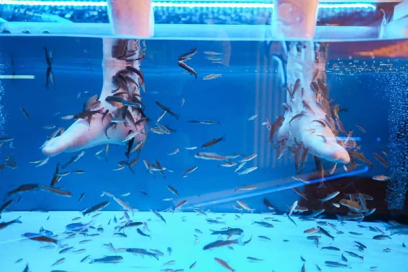 Fish Spa Experience - A Different Kind of Pedicure in Costa Adeje
