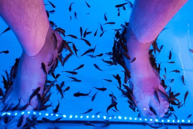 Fish Spa Experience - How to Judge the Value