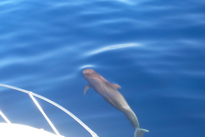 Fishing trip, Tenerife Sea Passion - Setting out from Playa San Juan at 10:00 a.m.