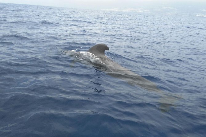 Fishing trip, Tenerife Sea Passion - What the scenery adds to the morning