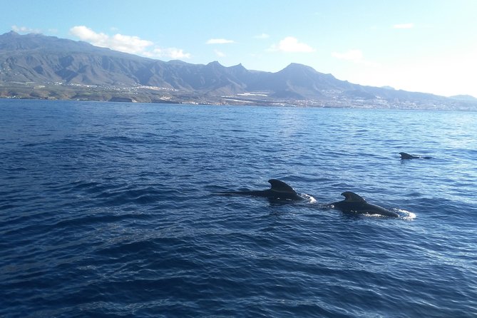 Fishing trip, Tenerife Sea Passion - Weather, postponements, and the practical risk