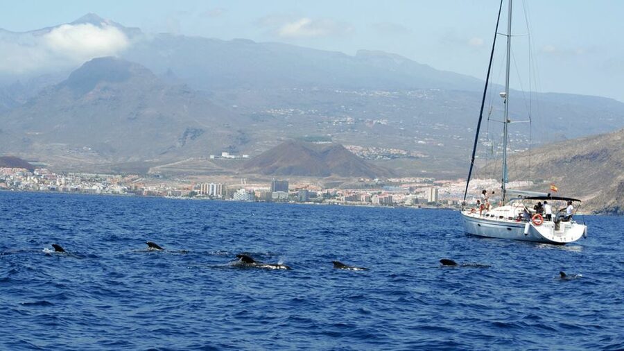 From Los Gigantes: Whale Watching Sailboat Cruise - Key points at a glance