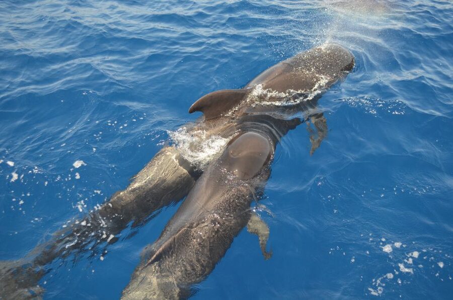 From Los Gigantes: Whale Watching Sailboat Cruise - Sailing beneath the Los Gigantes cliffs