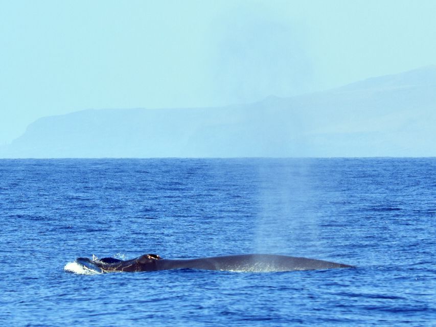 From Los Gigantes: Whale Watching Sailboat Cruise - A 15-minute swim beside the cliffs